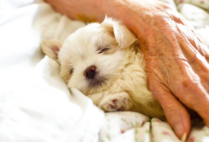 Borrowed Some Maltese Pups To Cheer Up My Sick Grandmother