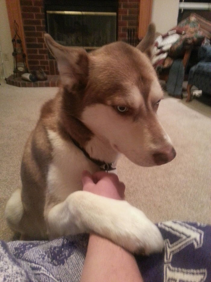 Even When I'm Sick He Just Wants His Paw Held