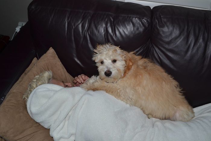 He Stays Like This Whenever My Mum Has A Bad Day (Chemo)