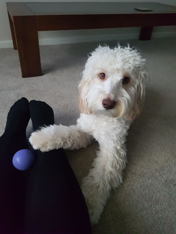 Giving Me His Ball When I've Had A Bad Day. Meet Archie