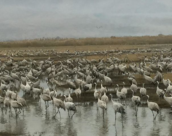 This Picture I Took With My Crappy Camera Looks Kind Of Like An Oil Painting