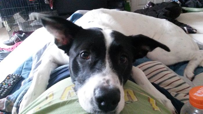 Not Feeling Well, But At Least My Pup Is Keeping Me Company