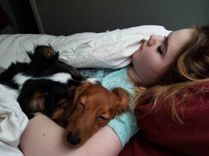 My Daughter Is Not Feeling Well. The Dogs Are Watching Over Her