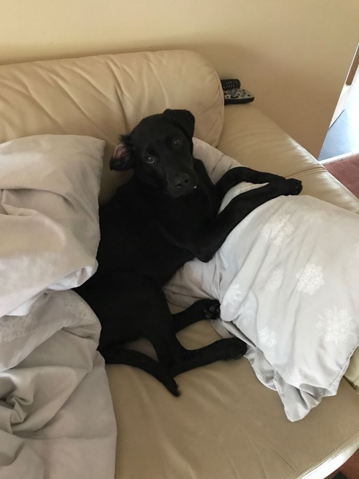 I Like To Sleep On The Couch When I'm Not Feeling Well. Got Up To Grab A Drink And Came Back To This