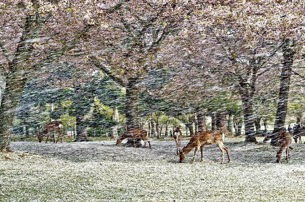 A Flurry Of Cherry Blossom Petals