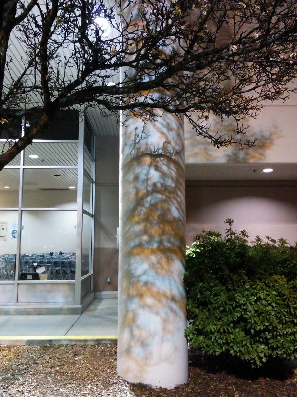 The Shadow Cast By Two Street Lights On This Tree Looks Like A Painting