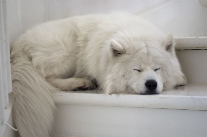 Zack Well Asleep On The Stairs