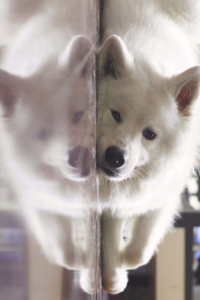 Mirrored Doggo