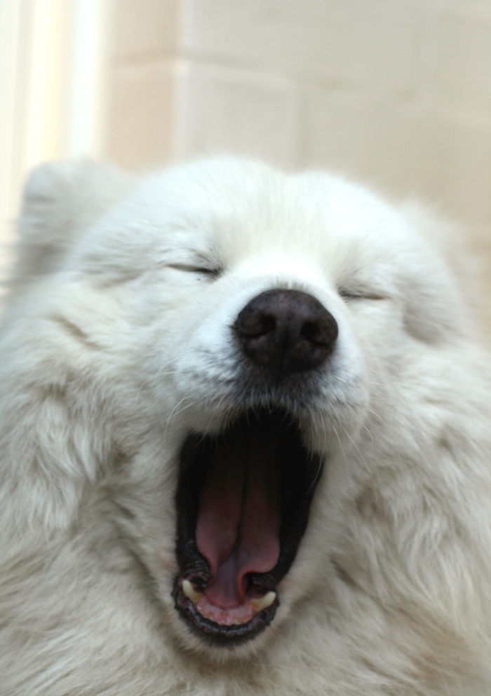 Sonic Turned 10 Years Old In May. Sleeping Is Still His Favourite Past Time