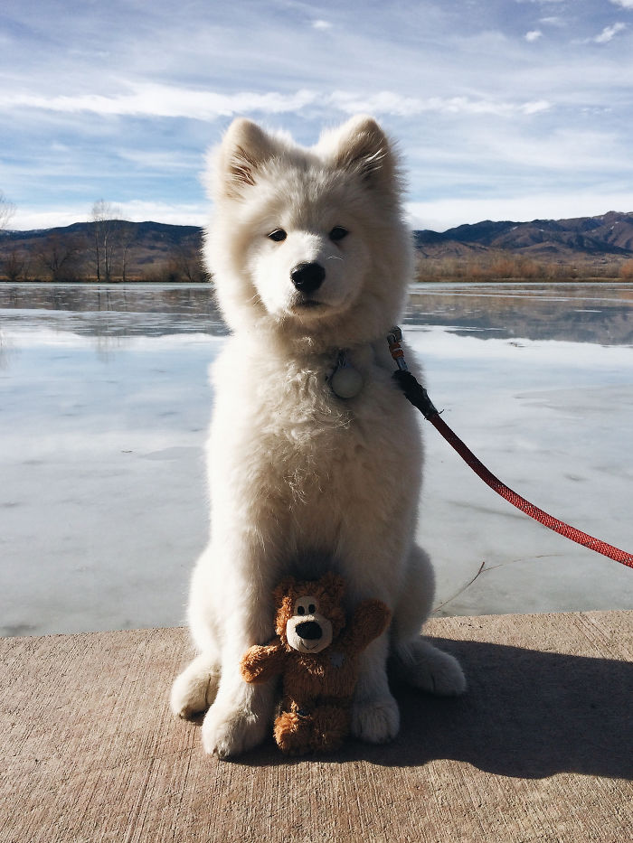 Cute Fluff With His Plush Toy
