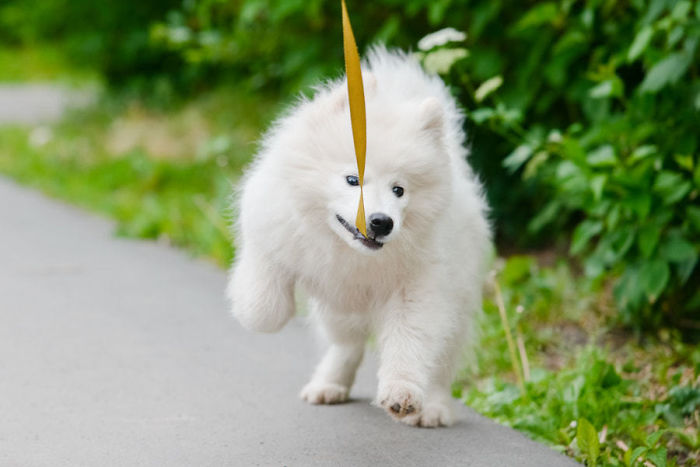 Happy Samoyed Dog, White And Fluffy Out For A Walk