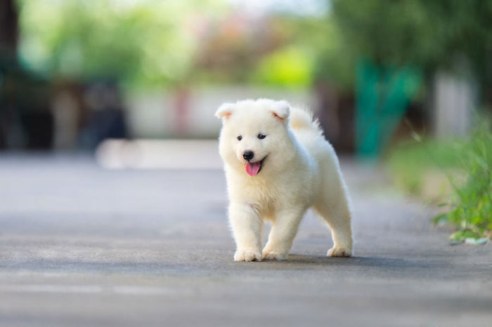 Puppy Samoyed Boy