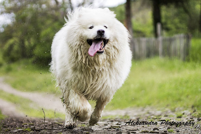 Samoyed