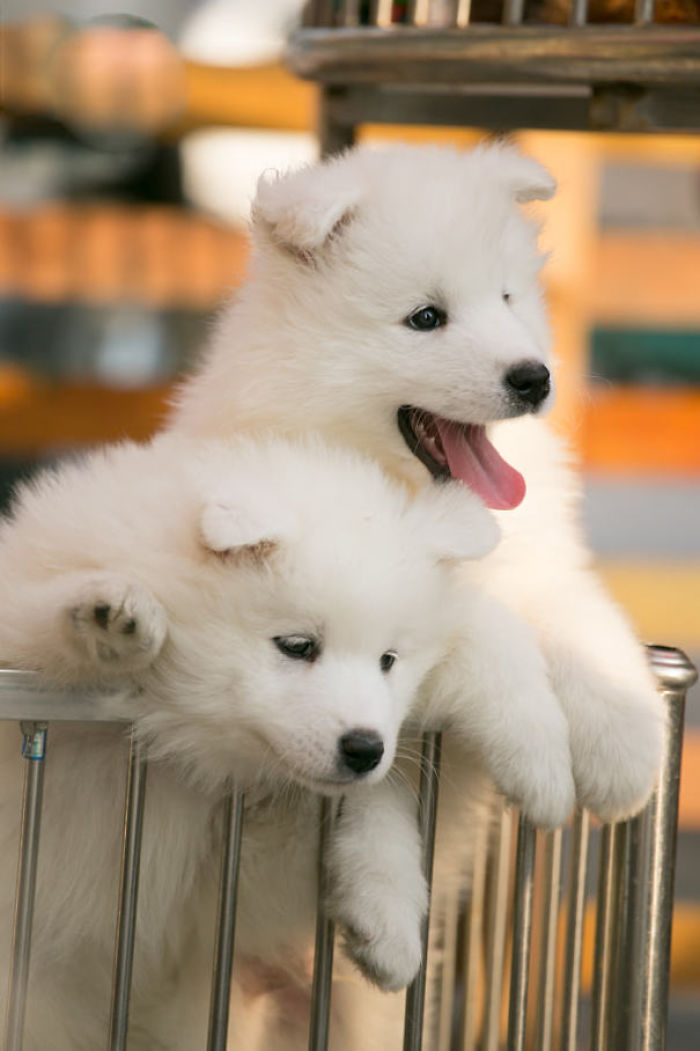Cute Samoyed