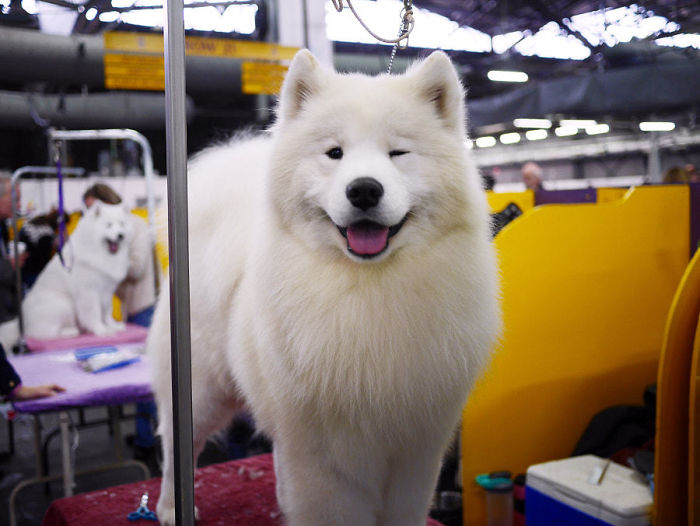 Samoyed