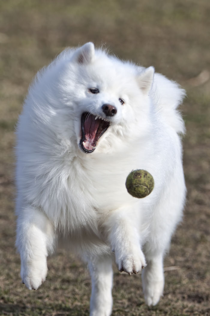 I'm Gonna Get You Ball!