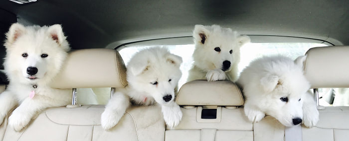 Samoyed Puppies