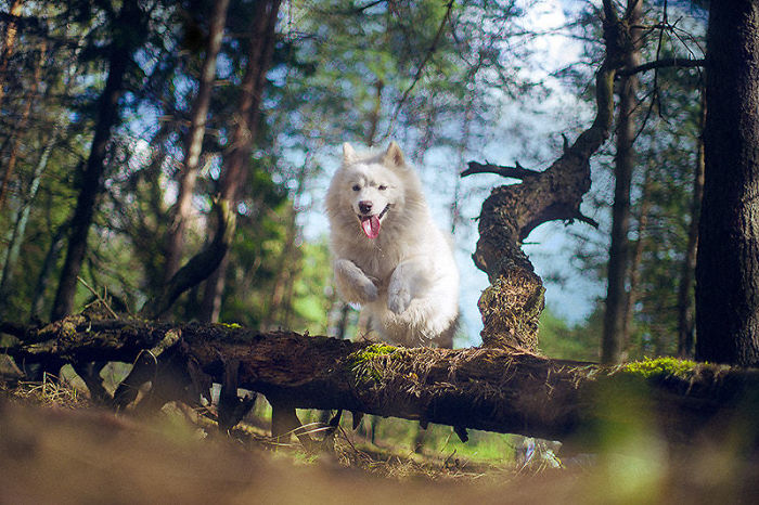 Samoyed