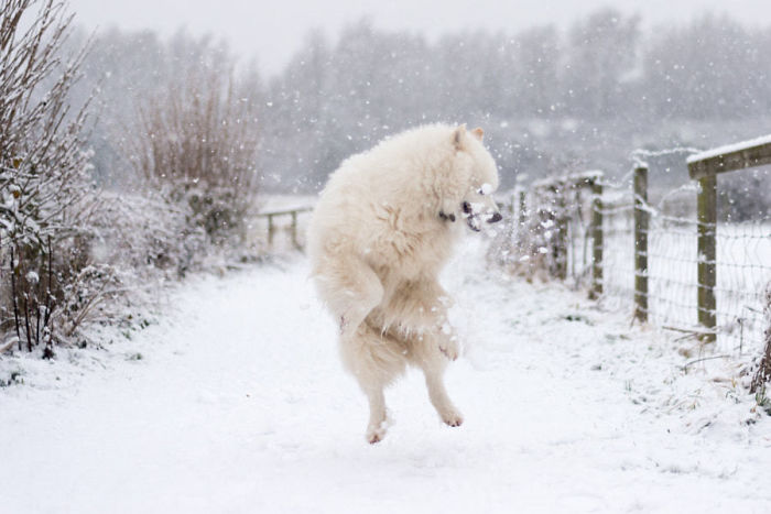 Snowballing The Samoyed