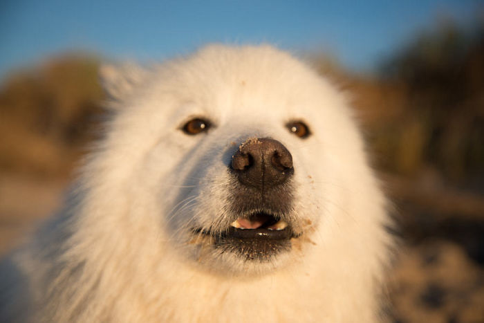 Samoyed Derp