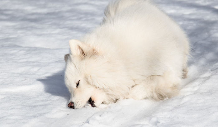 Help The Spring! Eat The Snow!