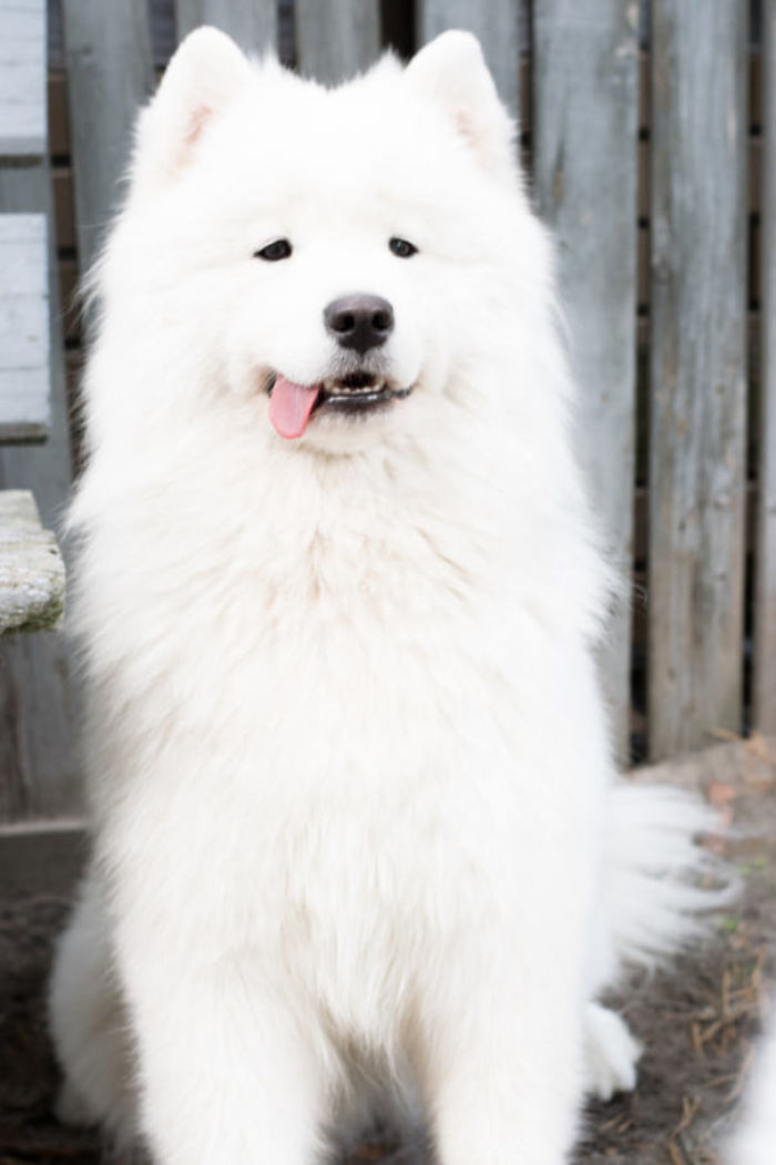 Samoyed Derp