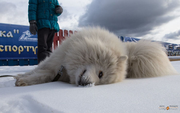 Recreational Samoyed