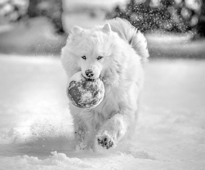 Samoyed Fetching Ball