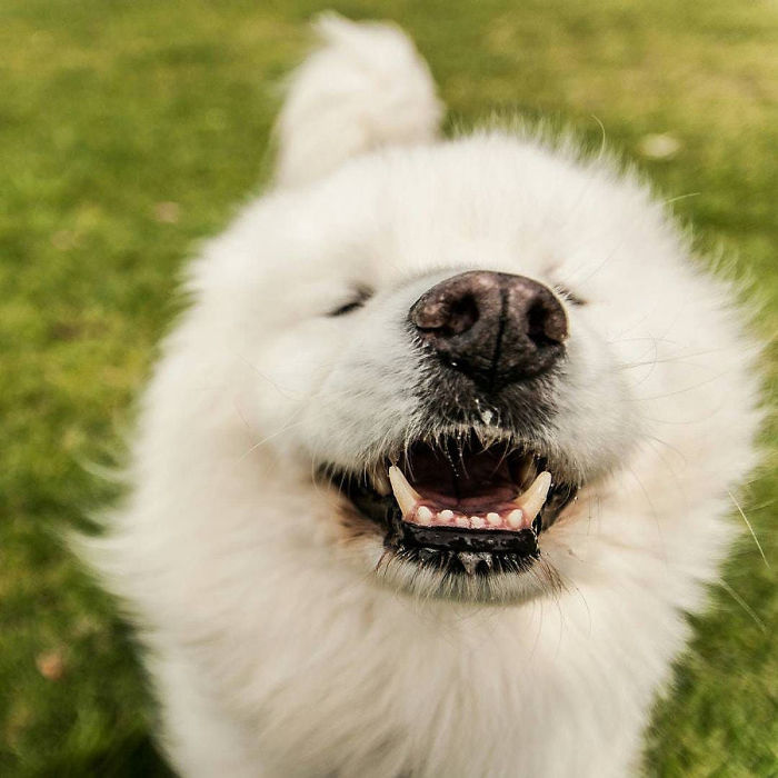 Frosti Is 7-Year-Old Samoyed