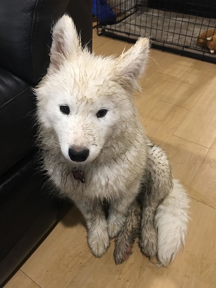 The Snow Melted, So This Is What My Dog Looks Like Now