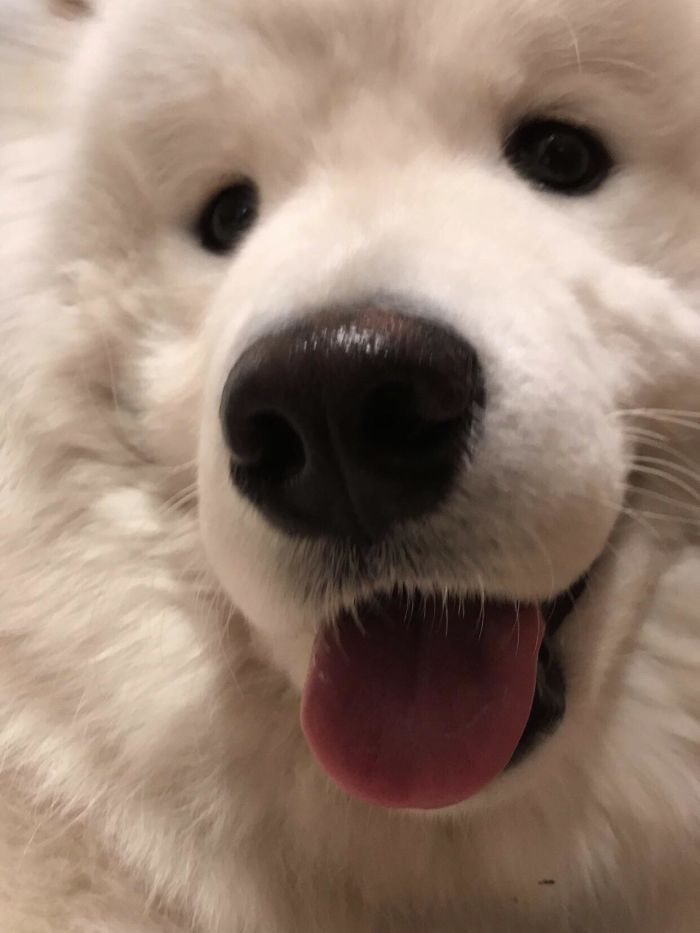 Pls Boop Me