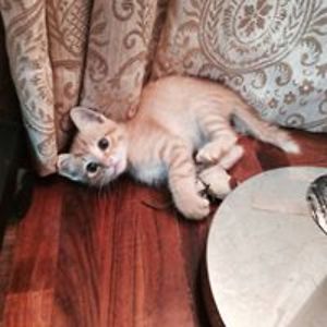 dantongsun2008 avatar