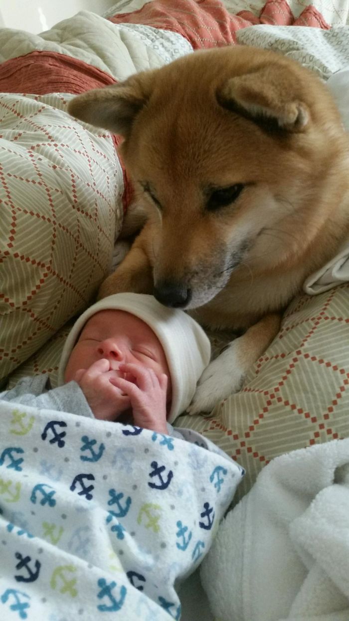 She Already Loves Her New Brother. She Follows Whoever Is Holding Him Around, And Whimpers When He Cries