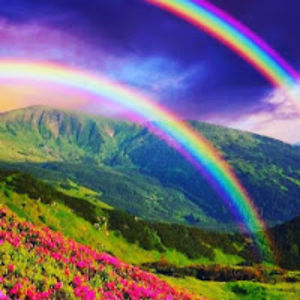 fionamcculloch avatar