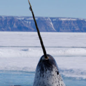 jacksonmaasjo avatar