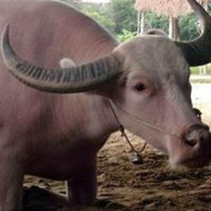 deliciousoophagy avatar