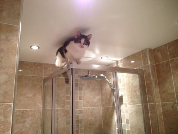 Climbs To Stupid Places, Then Cries For Me To Help