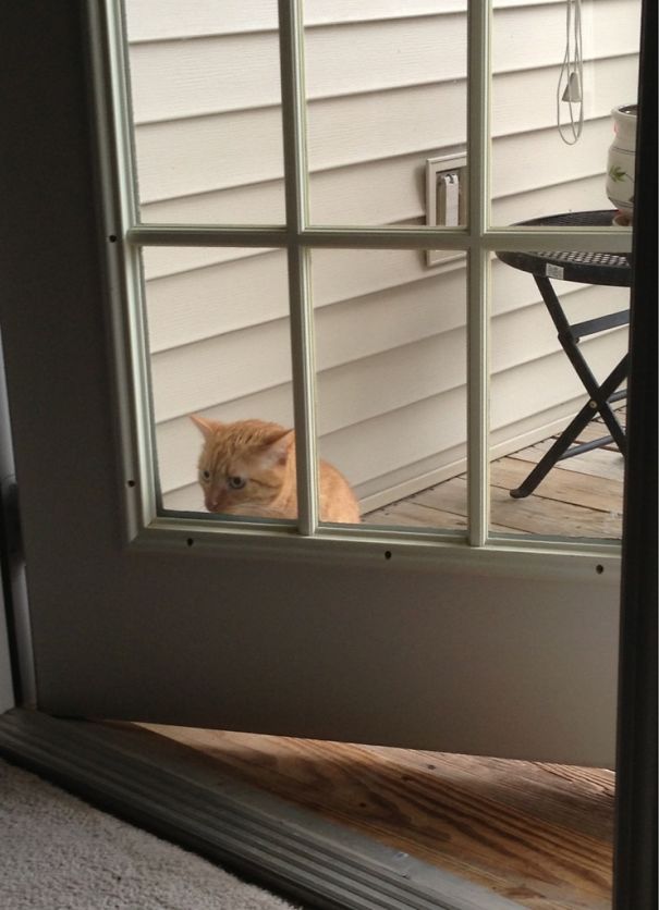 He Is Crying Because He Thinks He Is Locked Out. Dumb As A Brick But He Is Mine And I Love Him