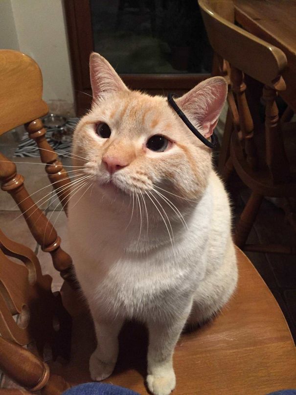 This Is Casper. He Absolutely Loves Playing With Hairbands. But He's A Little Dumb, So Things Like This Can Happen