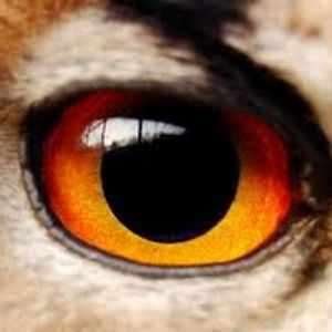 connorjohnson avatar