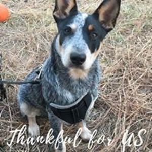 carolynlfranks avatar