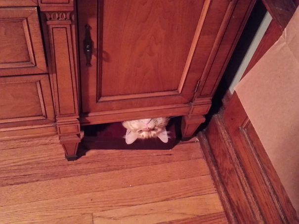 Heard You Guys Like Weird Cats. This Is Paul