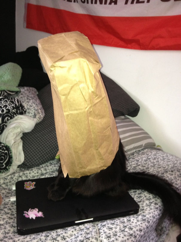 Went To Ask My Housemate Something And Found Her Cat Sitting Like This