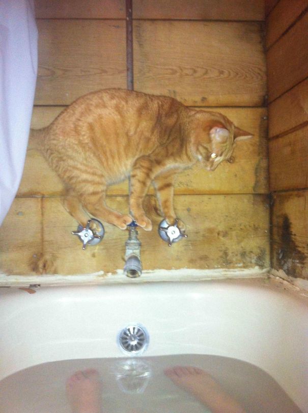 Whiskey Is Not A Smart Cat. He Immediately Regretted This Decision