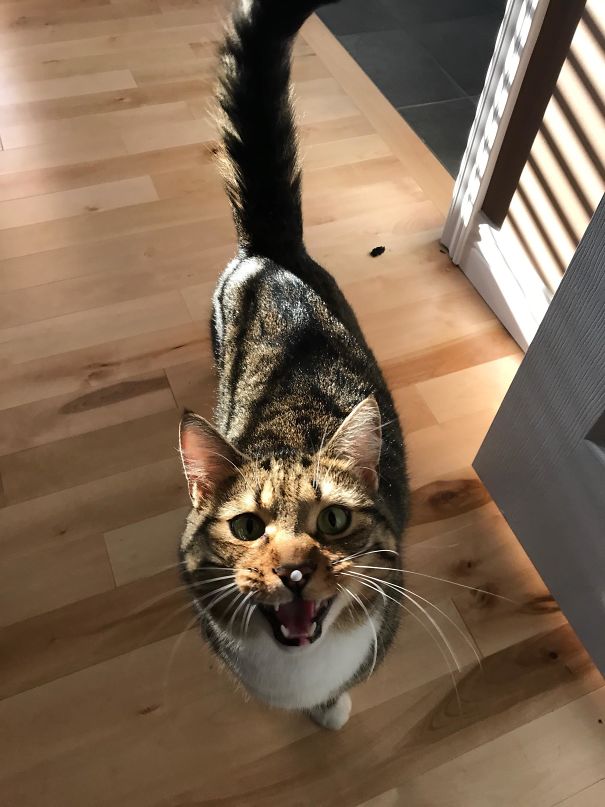 My Cat Got A Styrofoam Ball Stuck To His Nose
