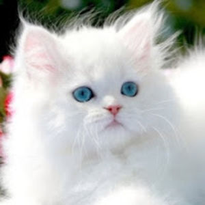 emilymajewski avatar