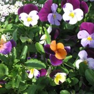 cherylwelch46 avatar