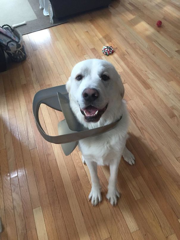 Bacon Grease-Soaked Paper Towel In The Trash Can. Worth It