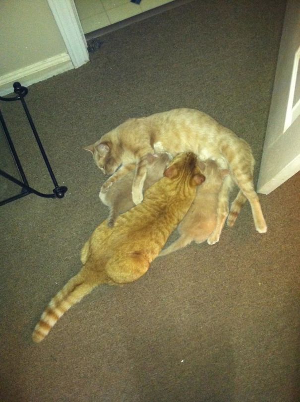 My Cousin's Cat Still Thinks It's A Kitten