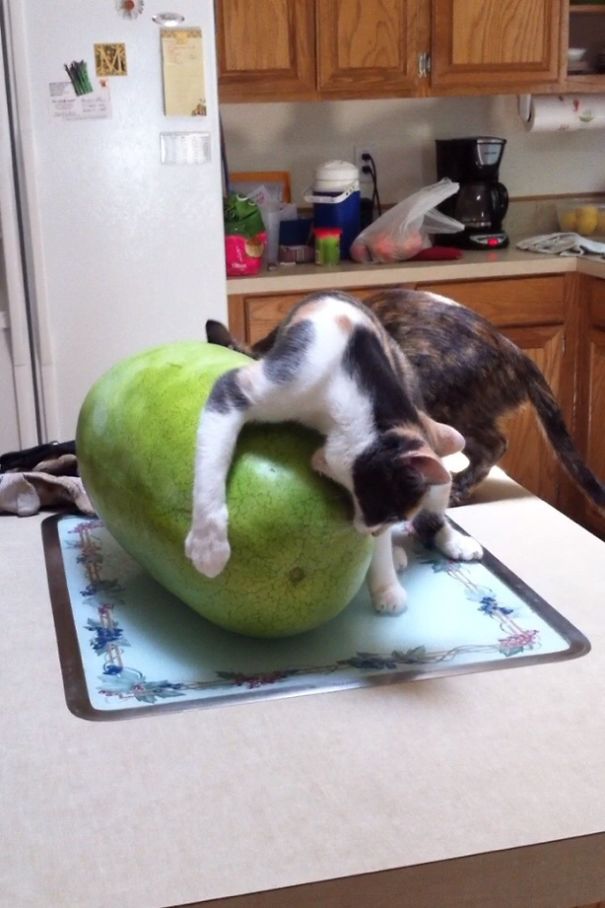 First Time My Cat Has Seen A Watermelon